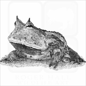 Surinam Horned Frog