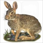Swamp Rabbit illustration