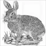Swamp Rabbit