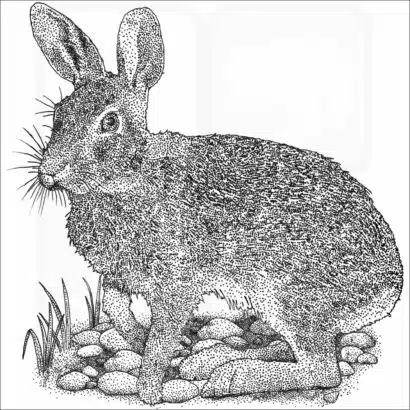 Swamp Rabbit