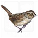 Swamp Sparrow illustration