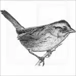 Swamp Sparrow