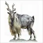 Tadjik Markhor illustration