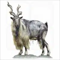 Tadjik Markhor illustration