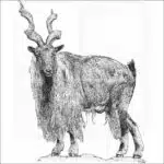 Tadjik Markhor