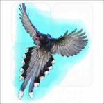 Taiwan Blue Magpie illustration