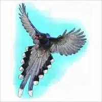 Taiwan Blue Magpie illustration