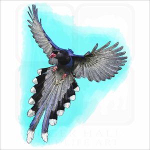 Taiwan Blue Magpie illustration