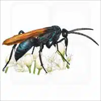 Milde's Tarantula-Hawk Wasp illustration