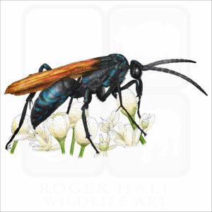 Milde's Tarantula-Hawk Wasp illustration
