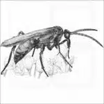 Milde's Tarantula-Hawk Wasp
