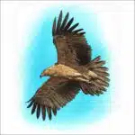 Tawny Eagle illustration
