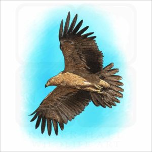 Tawny Eagle illustration