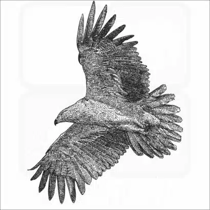 Tawny Eagle