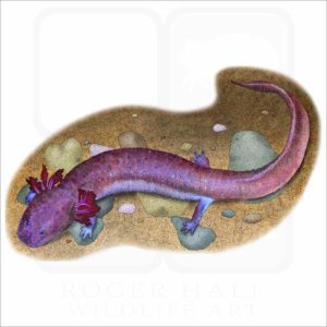 Tennessee Cave Salamander illustration