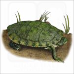 Texas River Cooter illustration