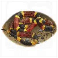 Texas Coral Snake illustration