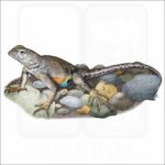Texas Earless Lizard illustration
