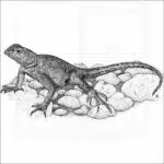 Texas Earless Lizard