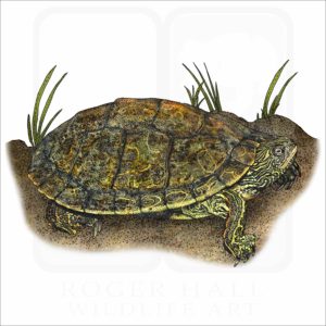 Texas Map Turtle illustration
