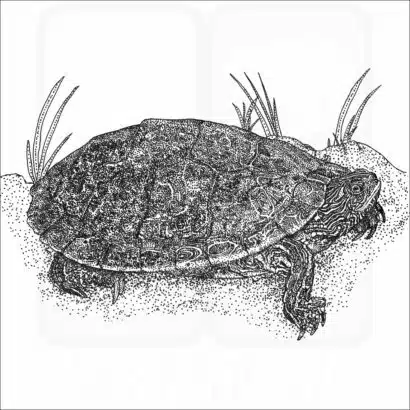 Texas Map Turtle