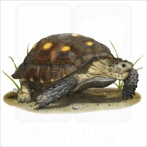 Texas Tortoise illustration