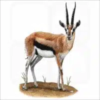 Thompson's Gazelle illustration