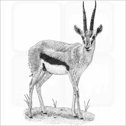 Thompson's Gazelle