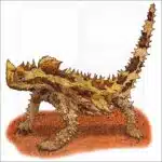 Thorny Devil illustration