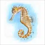 Thorny Seahorse illustration