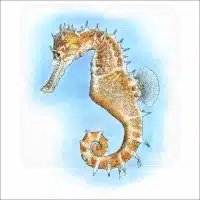 Thorny Seahorse illustration