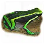 Three-Striped Poison Dart ilustration Frog
