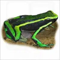 Three-Striped Poison Dart ilustration Frog