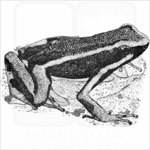 Three-Striped Poison Dart Frog