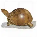 Three-Toed Box Turtle illustration