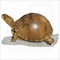 Three-Toed Box Turtle illustration