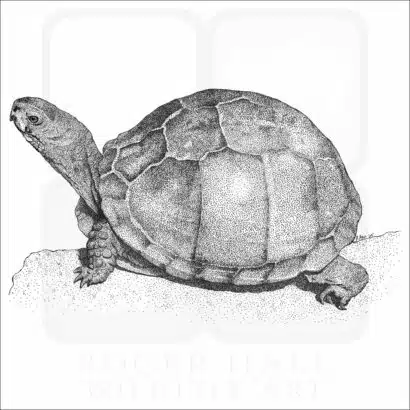 Three-Toed Box Turtle