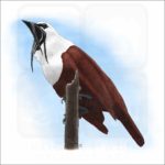 Three-Wattled Bellbird illustration