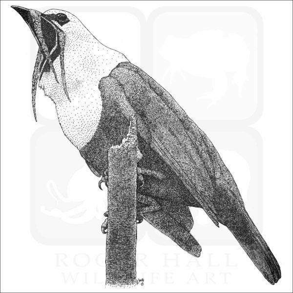 Three-wattled Bellbird