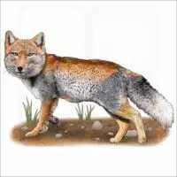 Tibetan Sand Fox illustration