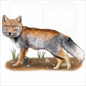 Tibetan Sand Fox illustration