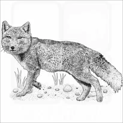 Tibetan Sand Fox