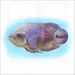 Tiger Oscar Cichlid illustration