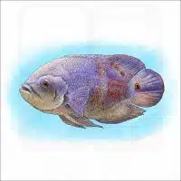 Tiger Oscar Cichlid illustration