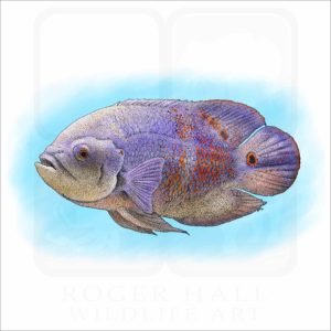 Tiger Oscar Cichlid illustration