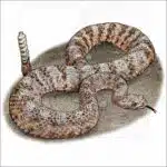 Tiger Rattlesnake illustration
