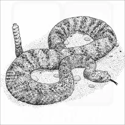 Tiger Rattlesnake