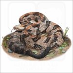 Timber Rattlesnake illustration