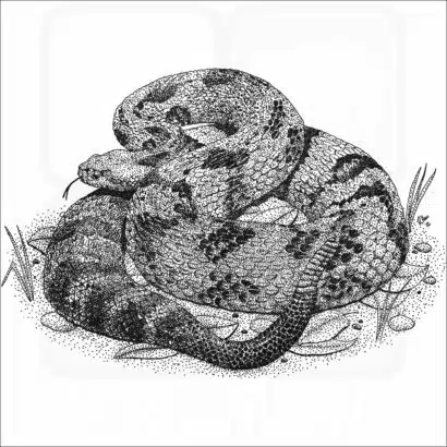 Timber Rattlesnake