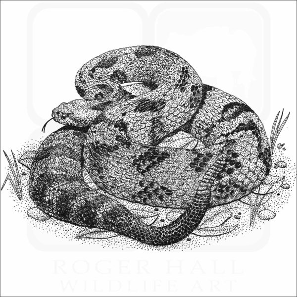 Timber Rattlesnake